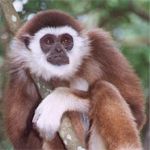 Monkeyland